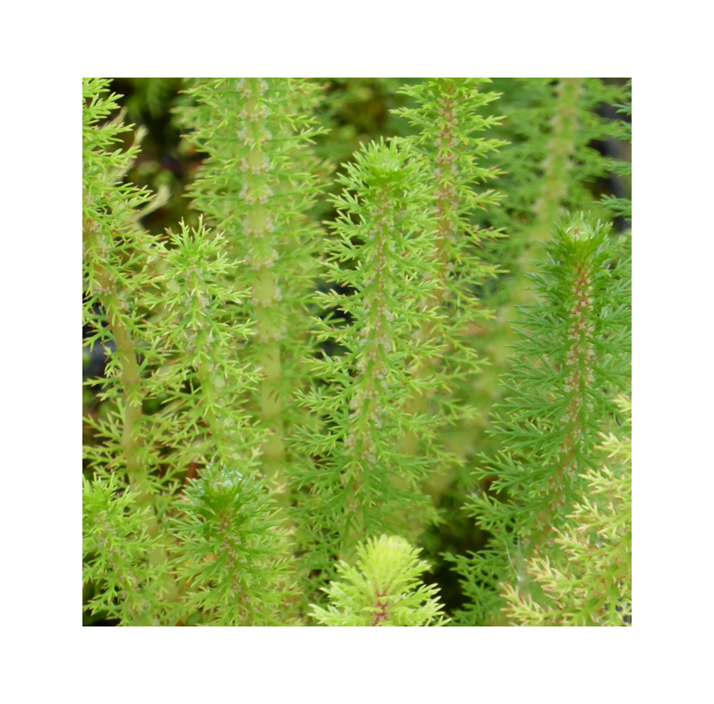 Spiked Water Milfoil  (Myriophyllum Crispatum) 1L Oxygenating Pond Plant