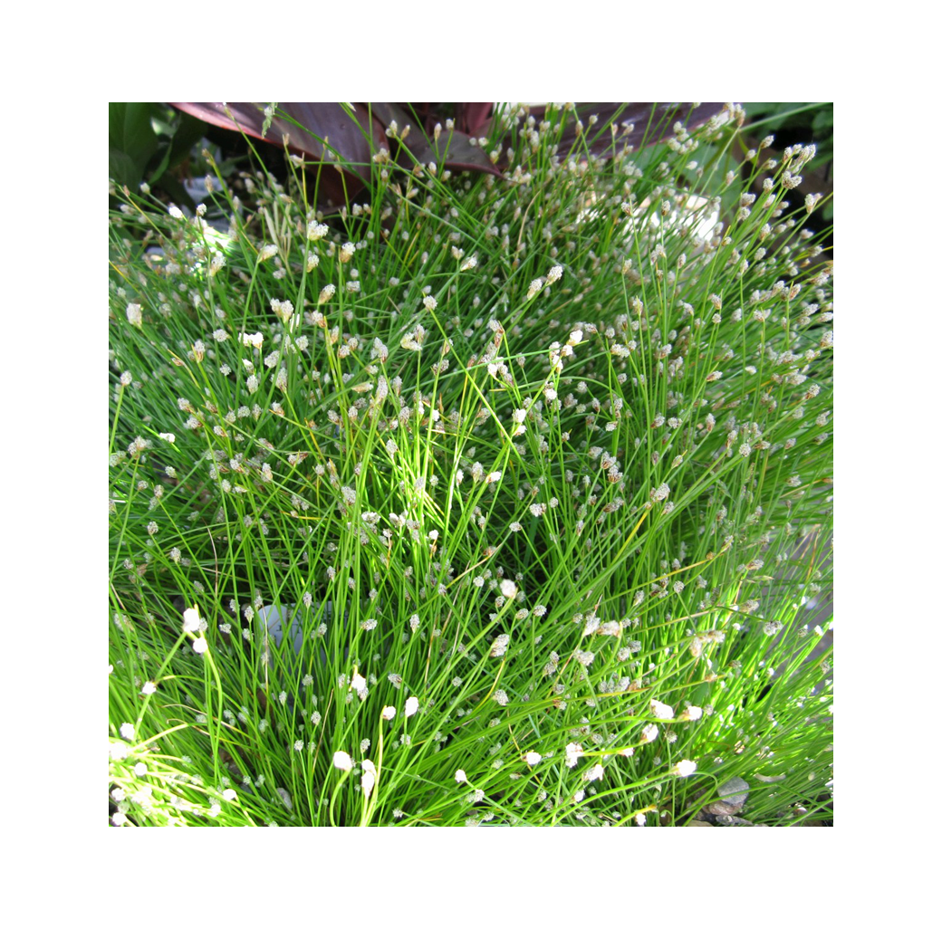 Fibre Optic Plant (Scirpus Cernuus) 1L Oxygenating Pond Plant