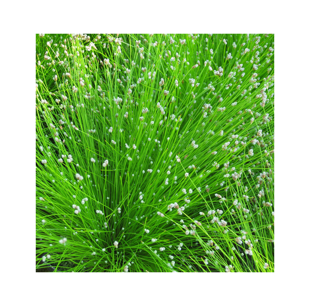 Fibre Optic Plant (Scirpus Cernuus) 1L Oxygenating Pond Plant