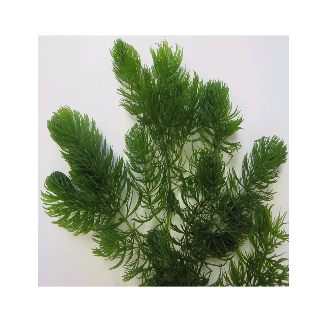 Hornwort (Ceratophyllum Demersum) Pack of 5 Oxygenating Pond Plant