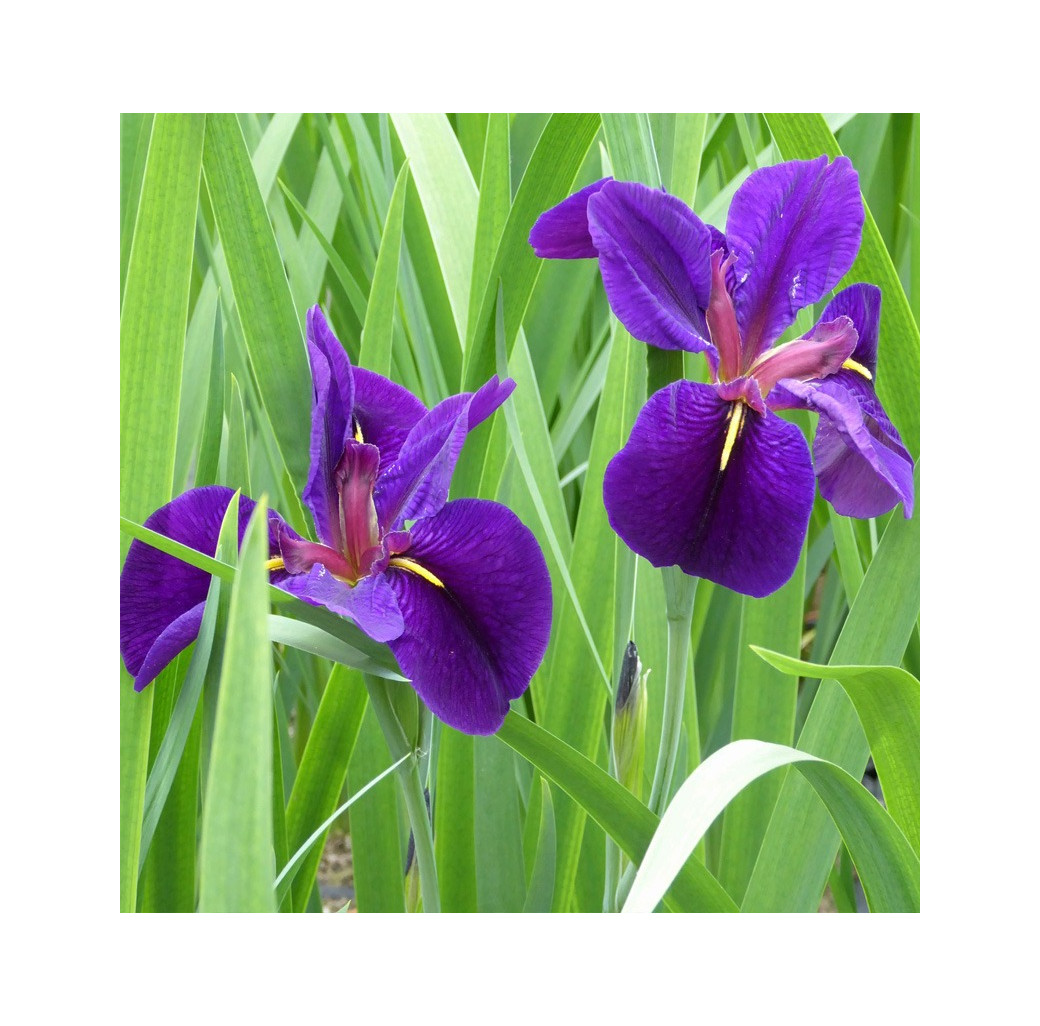 Black Gamecock (Iris Louisiana 'Black Gamecock') Marginal Pond Plant