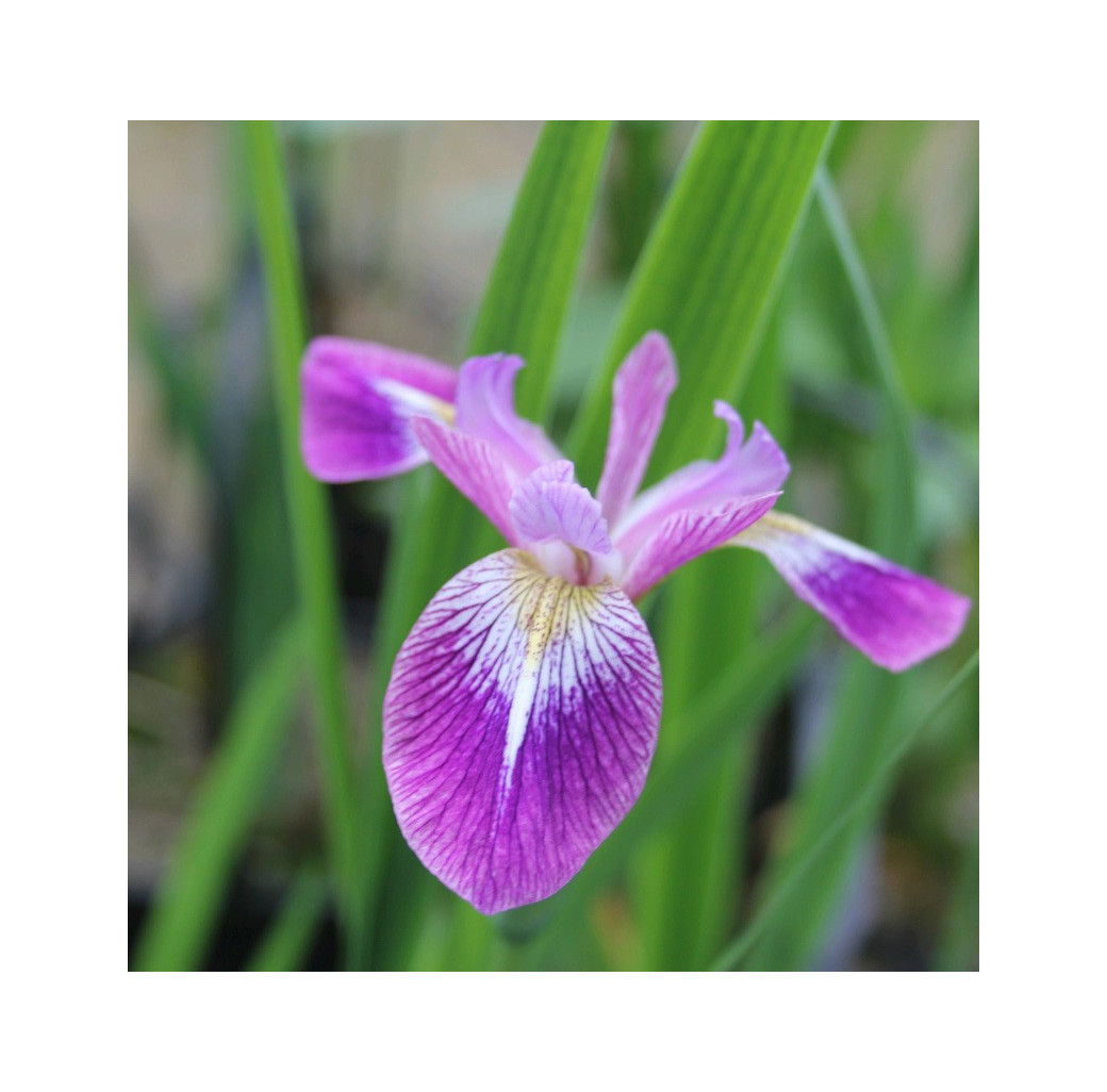 Northern Blue Flag (Iris versicolor 'Kermesina') Marginal Pond Plant