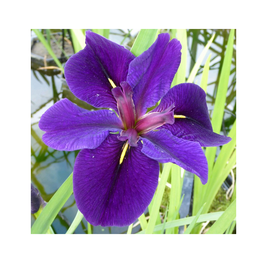 Black Gamecock (Iris Louisiana 'Black Gamecock') Marginal Pond Plant