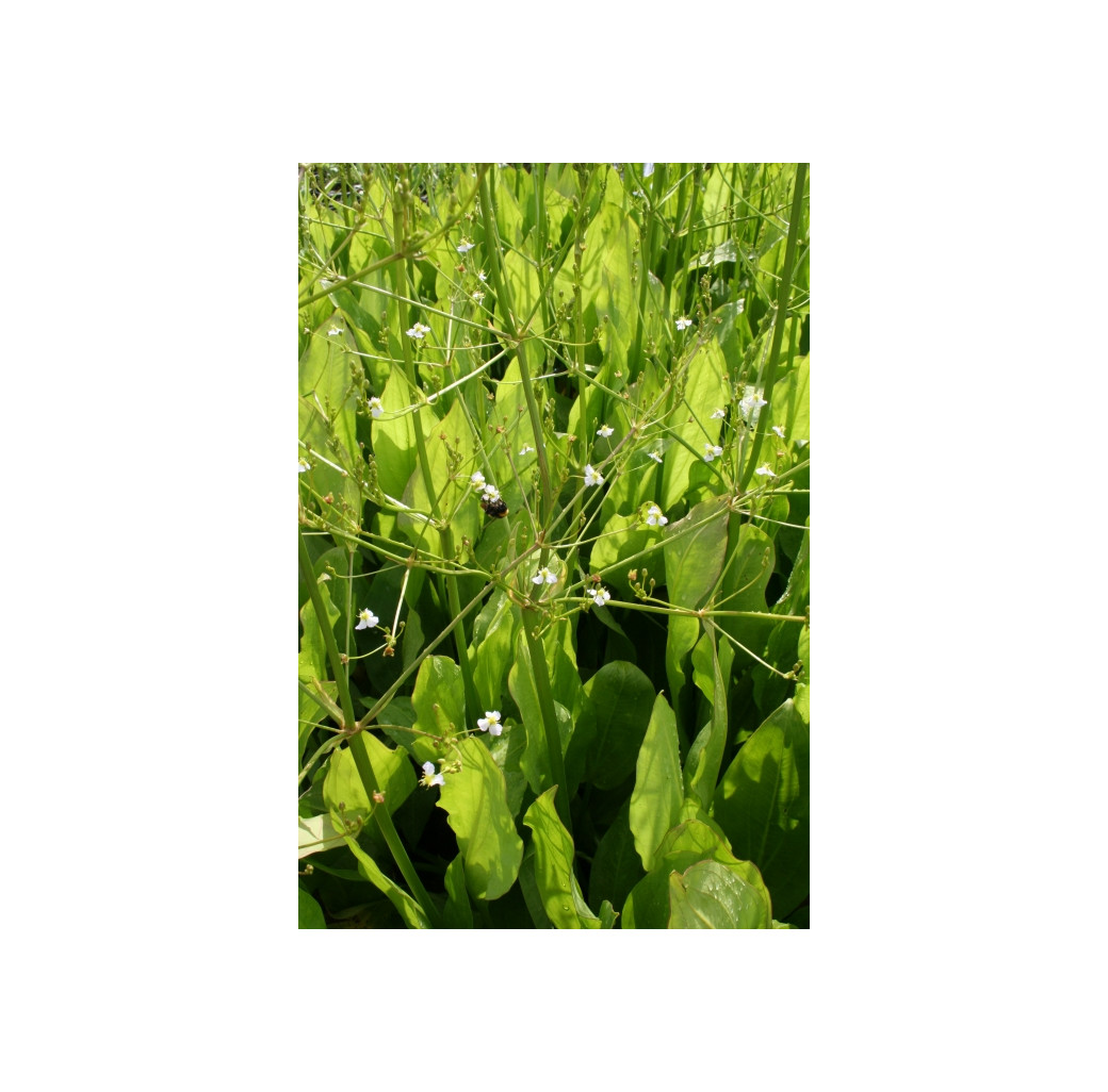 Pond Plant - Alisma plantago (Water Plantain) - Pack of 3 Plug Plants