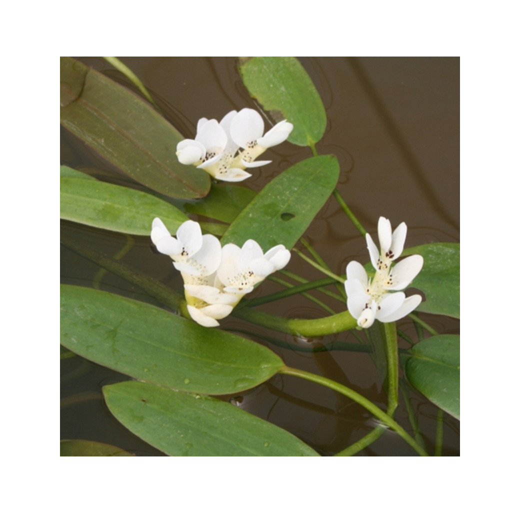 Water Hawthorn (Aponogeton Distachyos) Deep Water Pond Plant