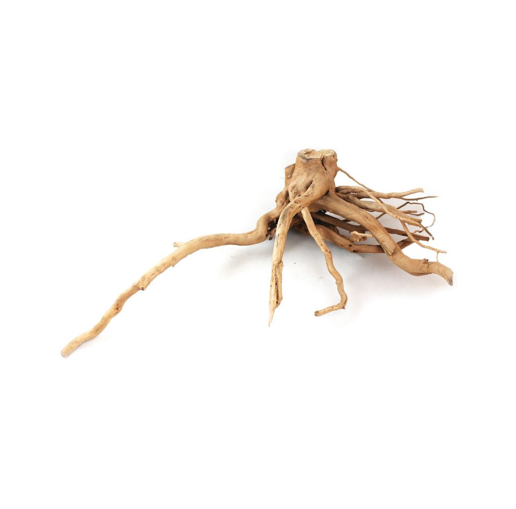 Aquarium wood - Azalea Root 50-60cm