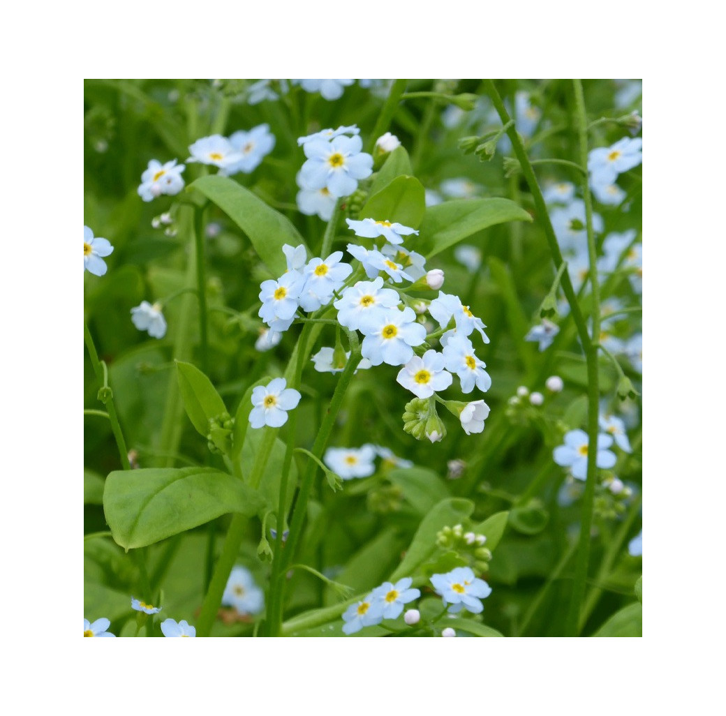 Water Forget-Me-Not (Myosotis Scorpioides) Marginal Pond Plant