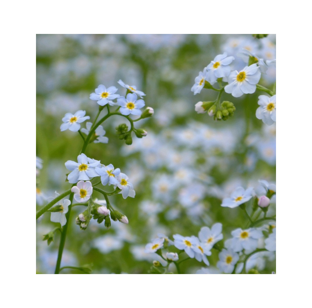 Water Forget-Me-Not (Myosotis Scorpioides) Marginal Pond Plant