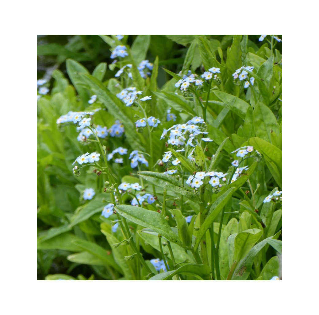 Water Forget-Me-Not (Myosotis Scorpioides) Marginal Pond Plant