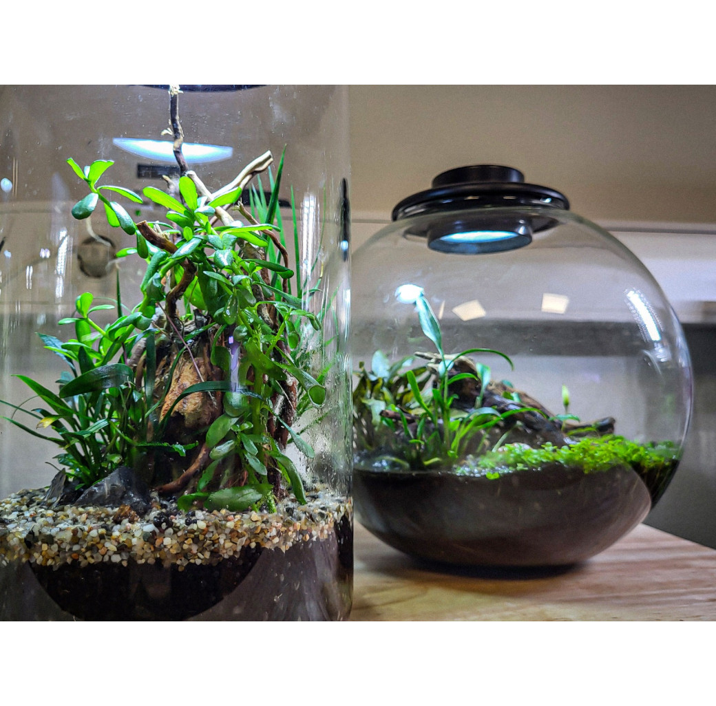 Bio Art Terrarium Black Cylinder