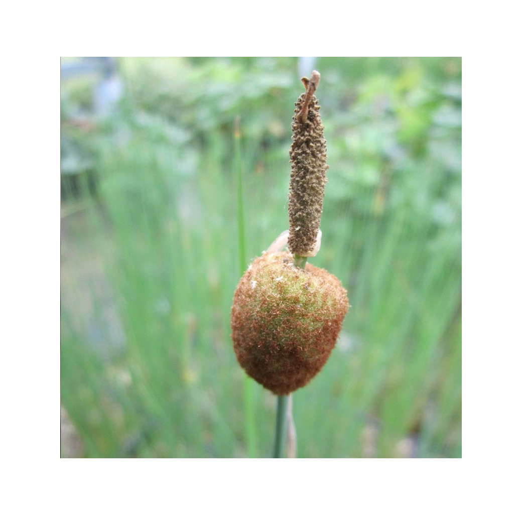 Miniature bullrush (Typha minima) Marginal Pond Plant