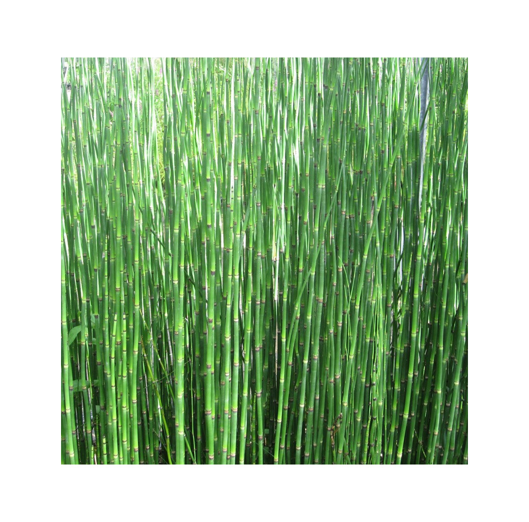 Dutch rush (Equisetum hyemale) Marginal Pond Plant