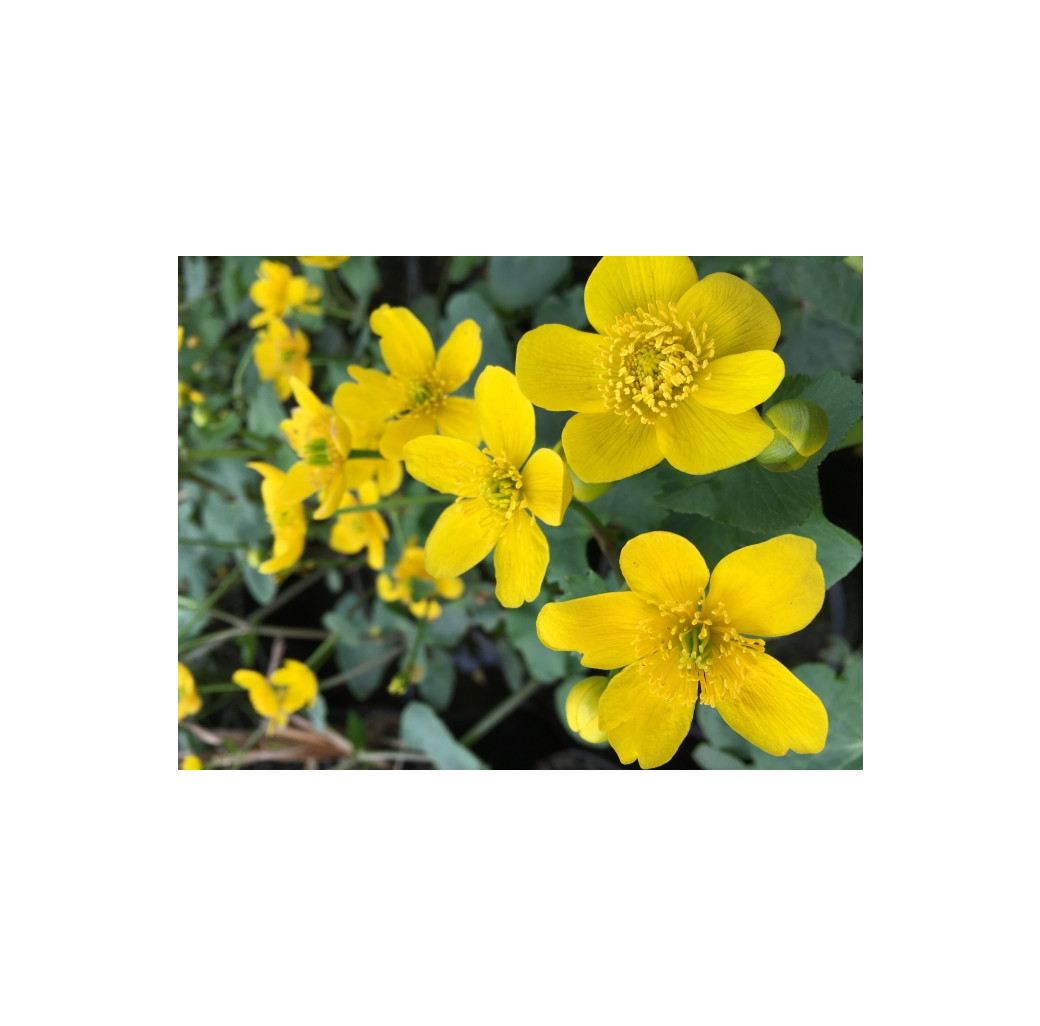 Pond Plant - Caltha palustris (Marsh Marigold) - Pack of 3 Plug Plants