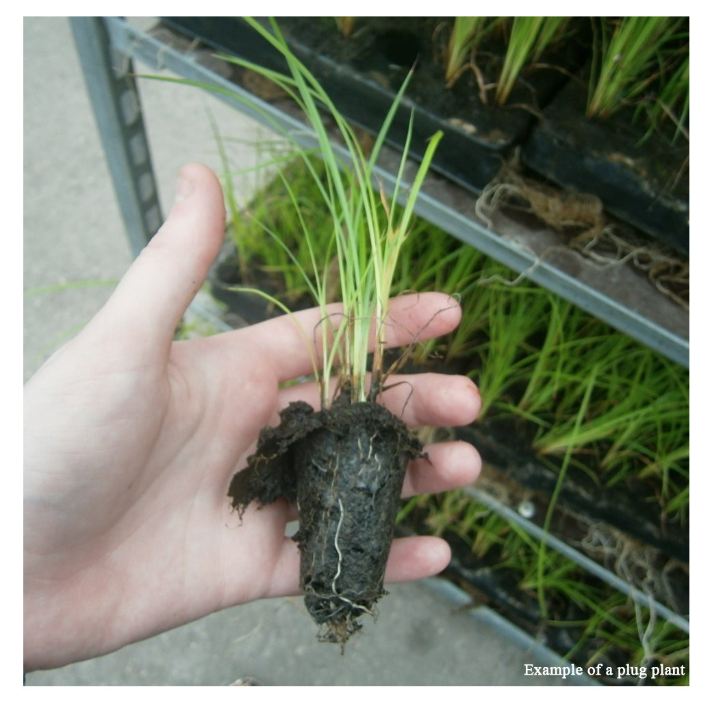 Pond Plant Pack - Flowering (Pack of 5 Plug Plants)