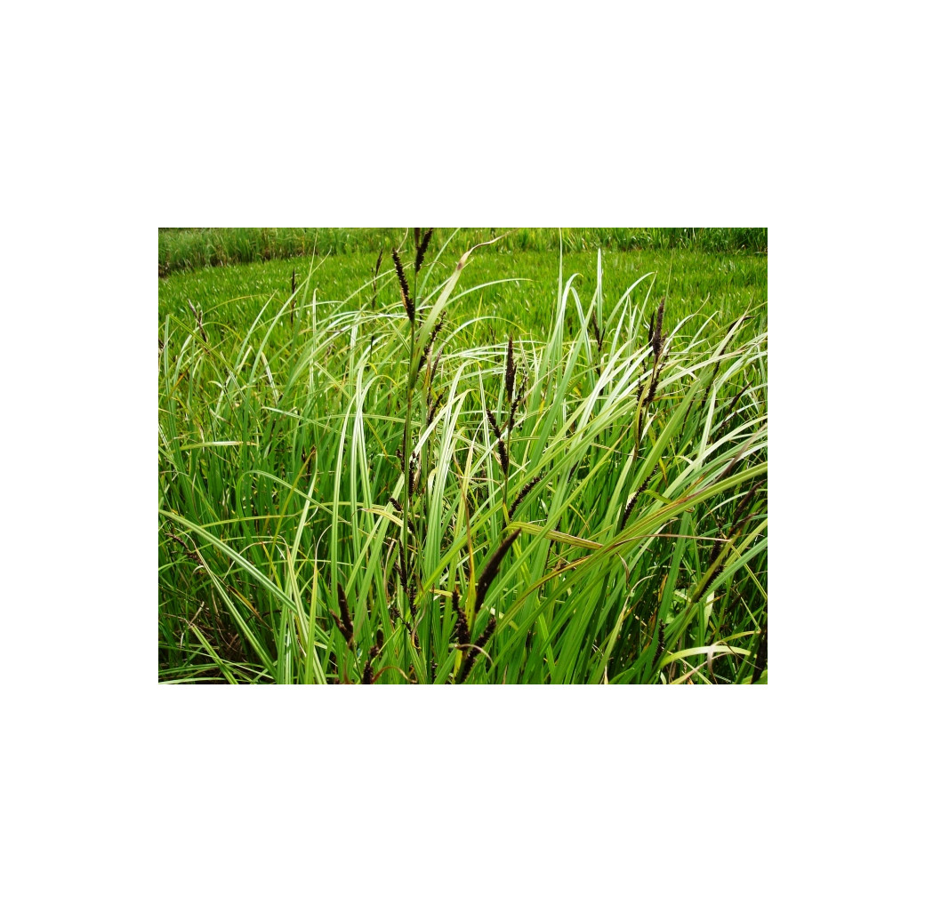 Pond Plant - Carex acutiformis (Lesser Pond Sedge) - Pack of 3 Plug Plants