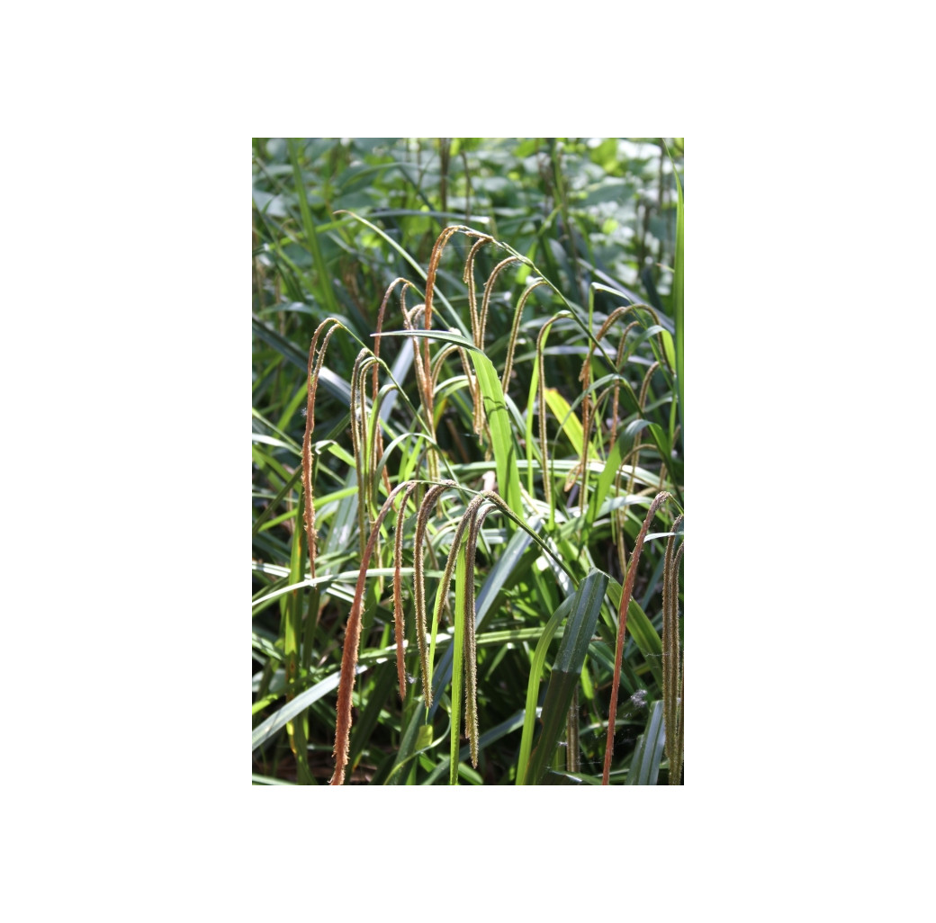 Pond Plant - Carex pendula (Pendulous Sedge) - Pack of 3 Plug Plants