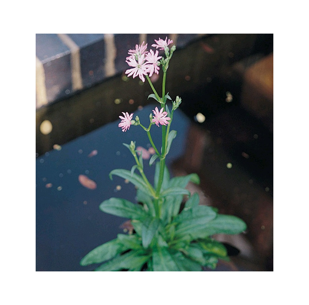 Ragged Robin (Lychnis Flos-Cuculi) Marginal Pond Plant