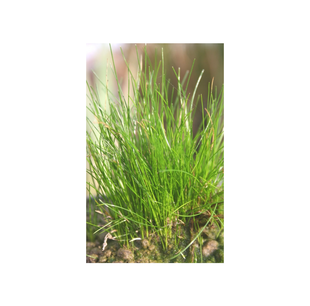 Pond Plant - Eleocharis acicularis (Hair Grass) - Pack of 3 Plug Plants