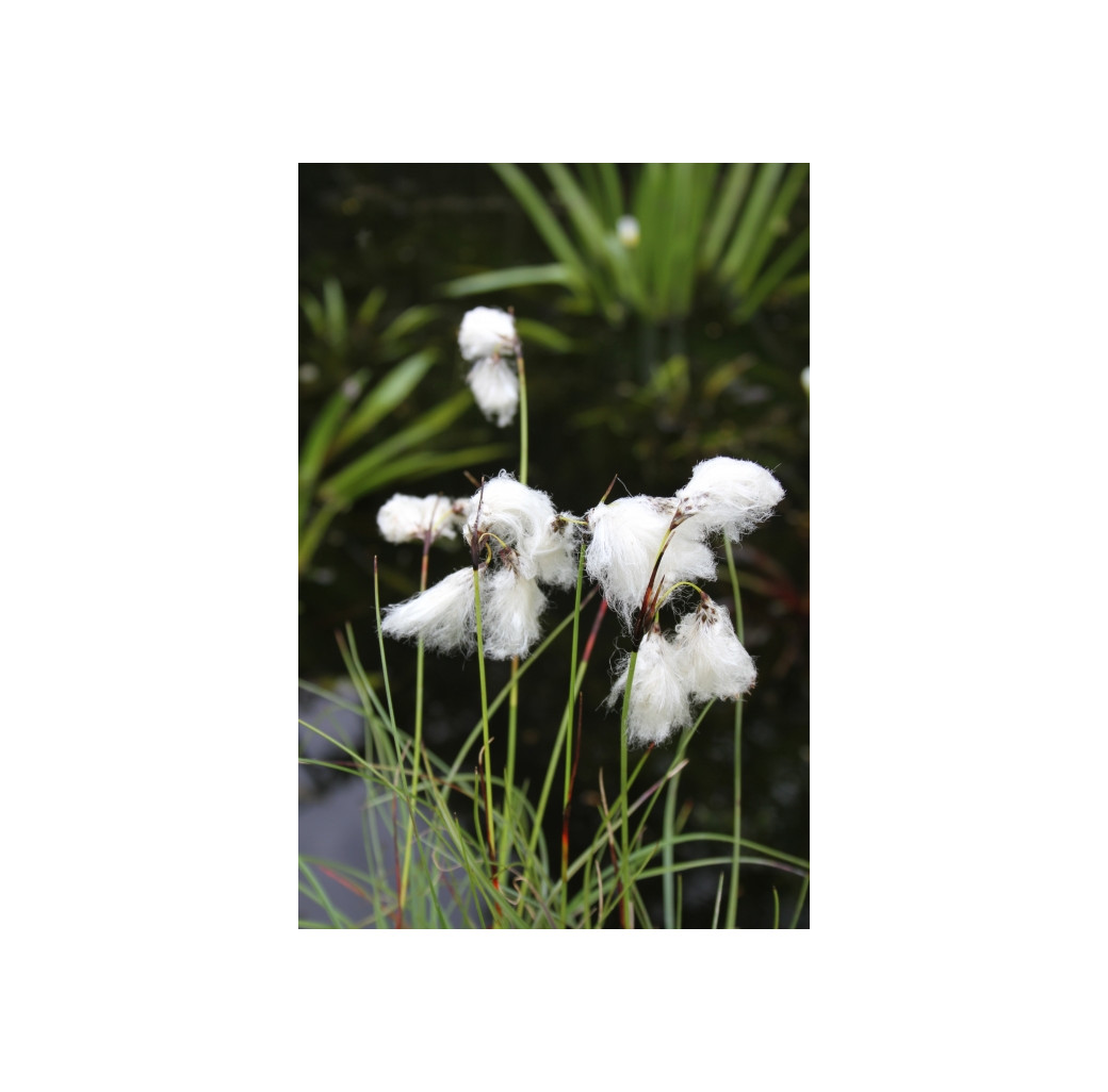 Pond Plant - Eriophorum angustifolium (Cotton Grass) - Pack of 3 Plug Plants