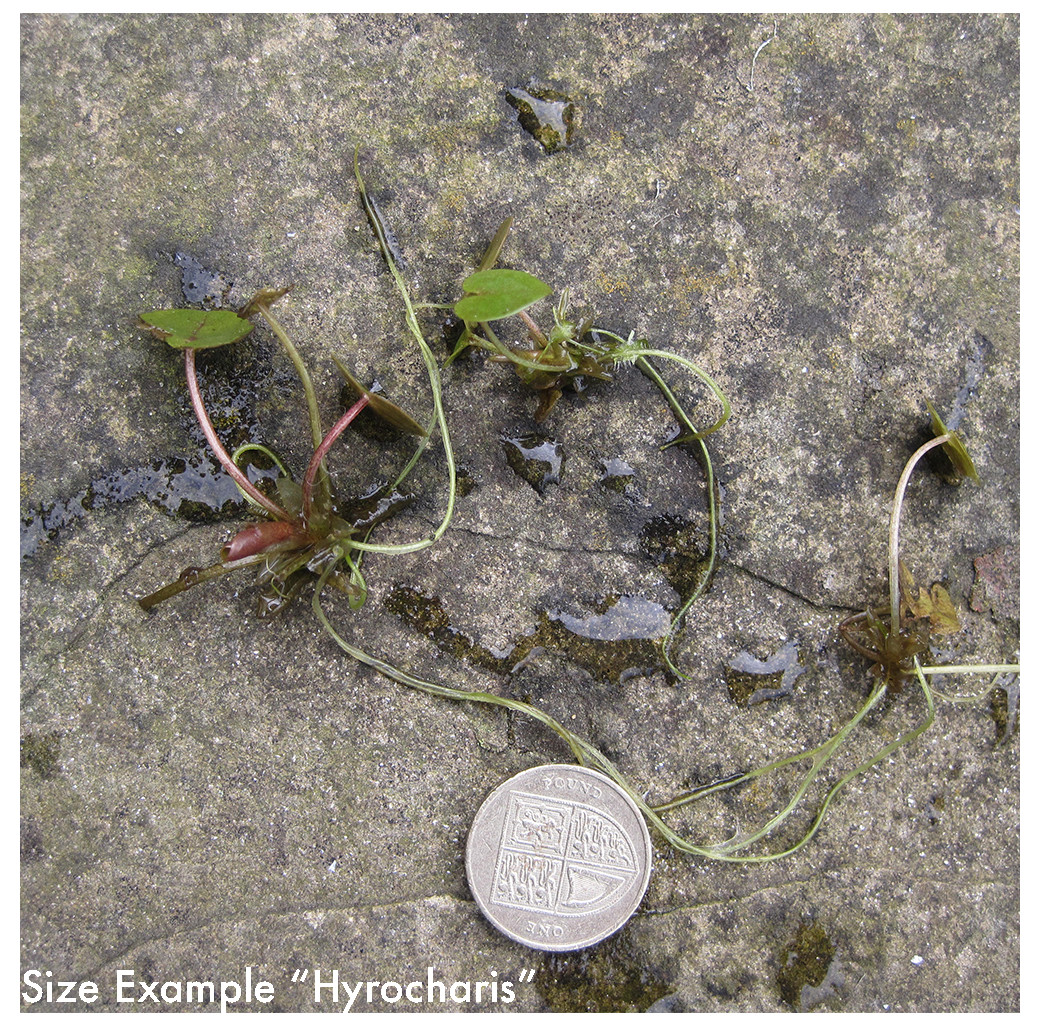 Pond Plant - Hydrocharis morsus ranae (Frogbit) - Pack of 3 Plants