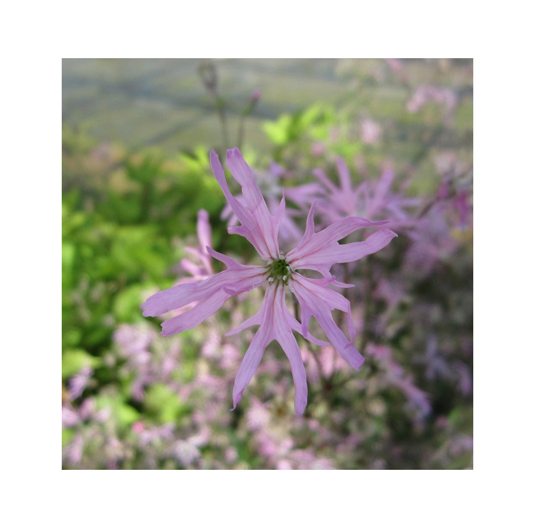 Ragged Robin (Lychnis Flos-Cuculi) Marginal Pond Plant