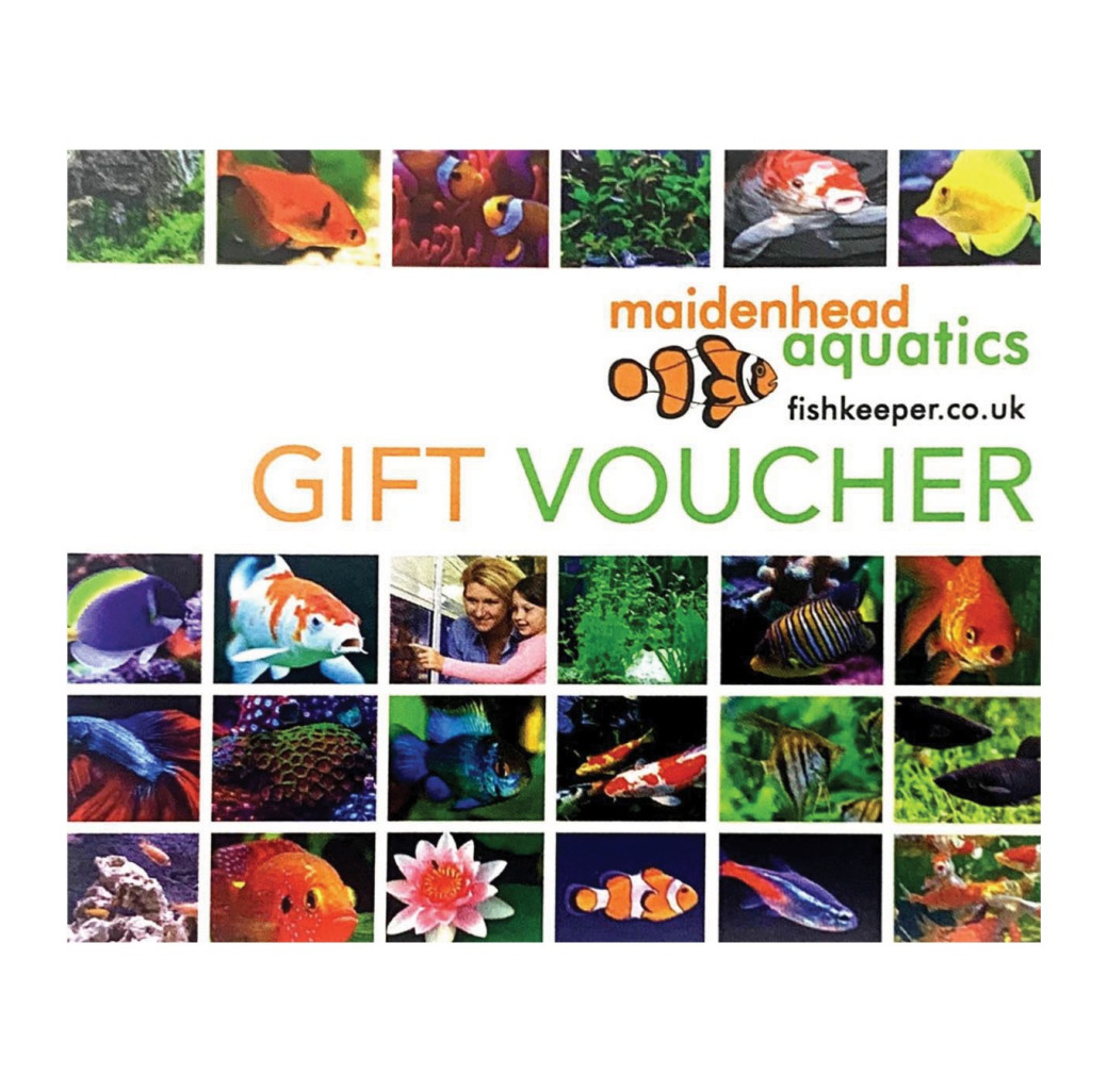 Gift Card Simple Voucher Sleeve