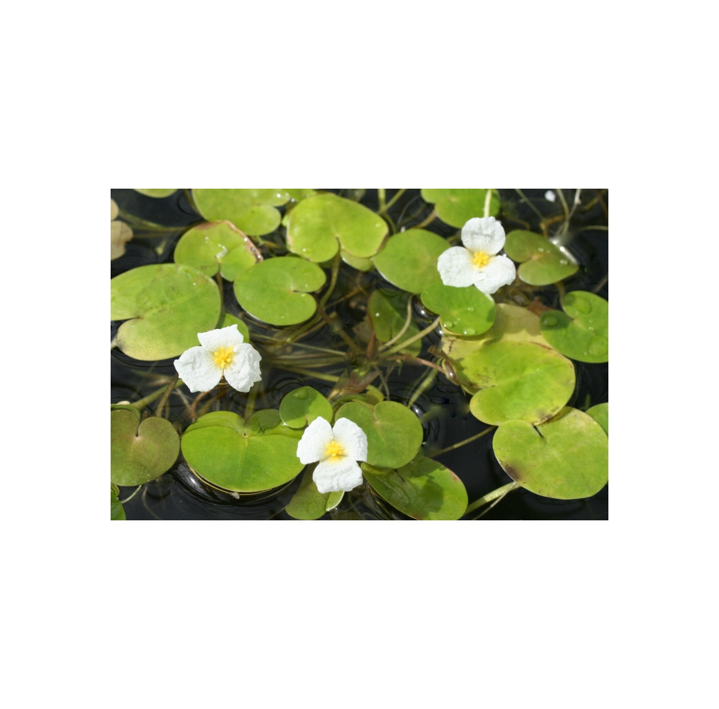 Pond Plant - Hydrocharis morsus ranae (Frogbit) - Pack of 3 Plants