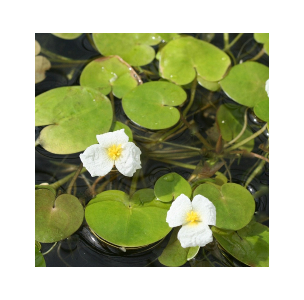 Frogbit (Hydrocharis morsus ranae) Pack of 5 Floating Pond Plants