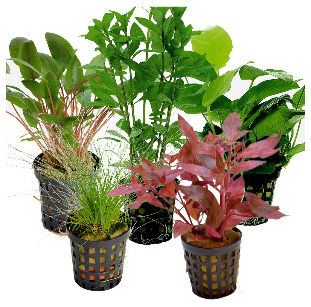 Tropical Aquarium Plant Pack - Deluxe