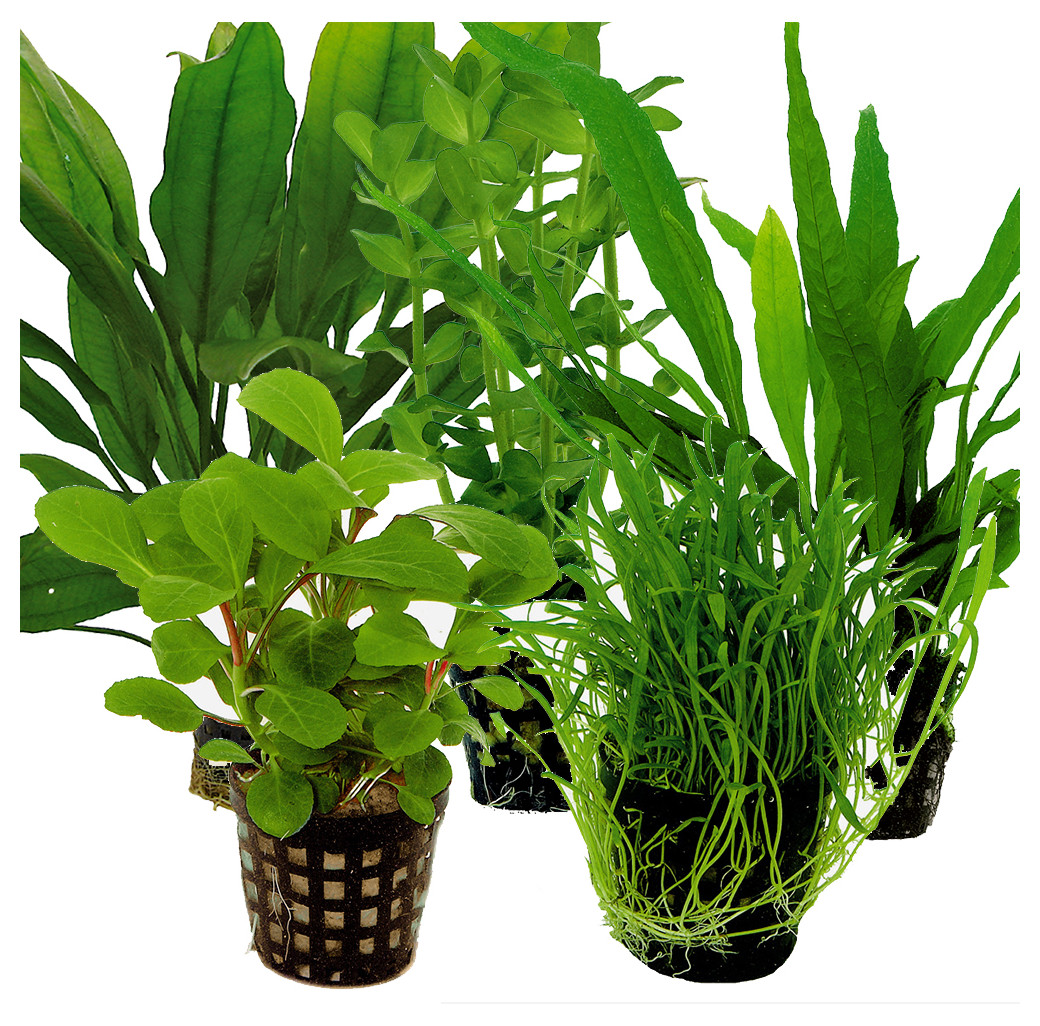 Tropical Aquarium Plant Pack - Premium