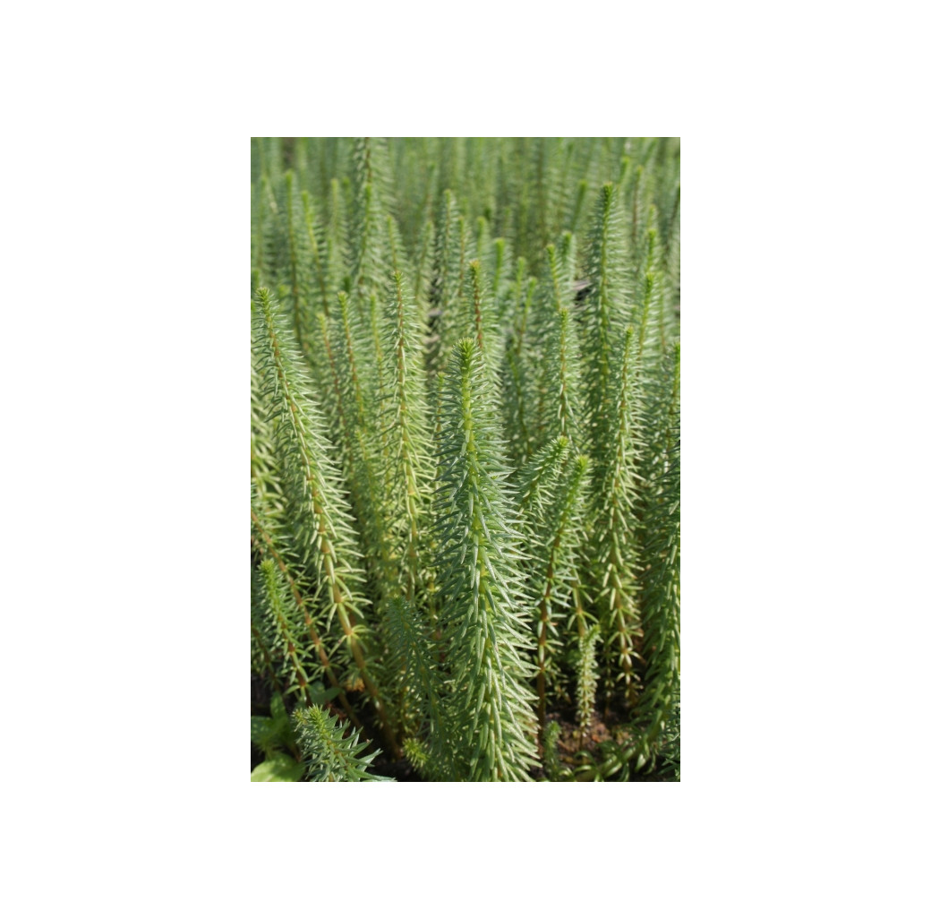 Pond Plant - Hippuris vulgaris (Mares Tail) - Pack of 3 Plug Plants