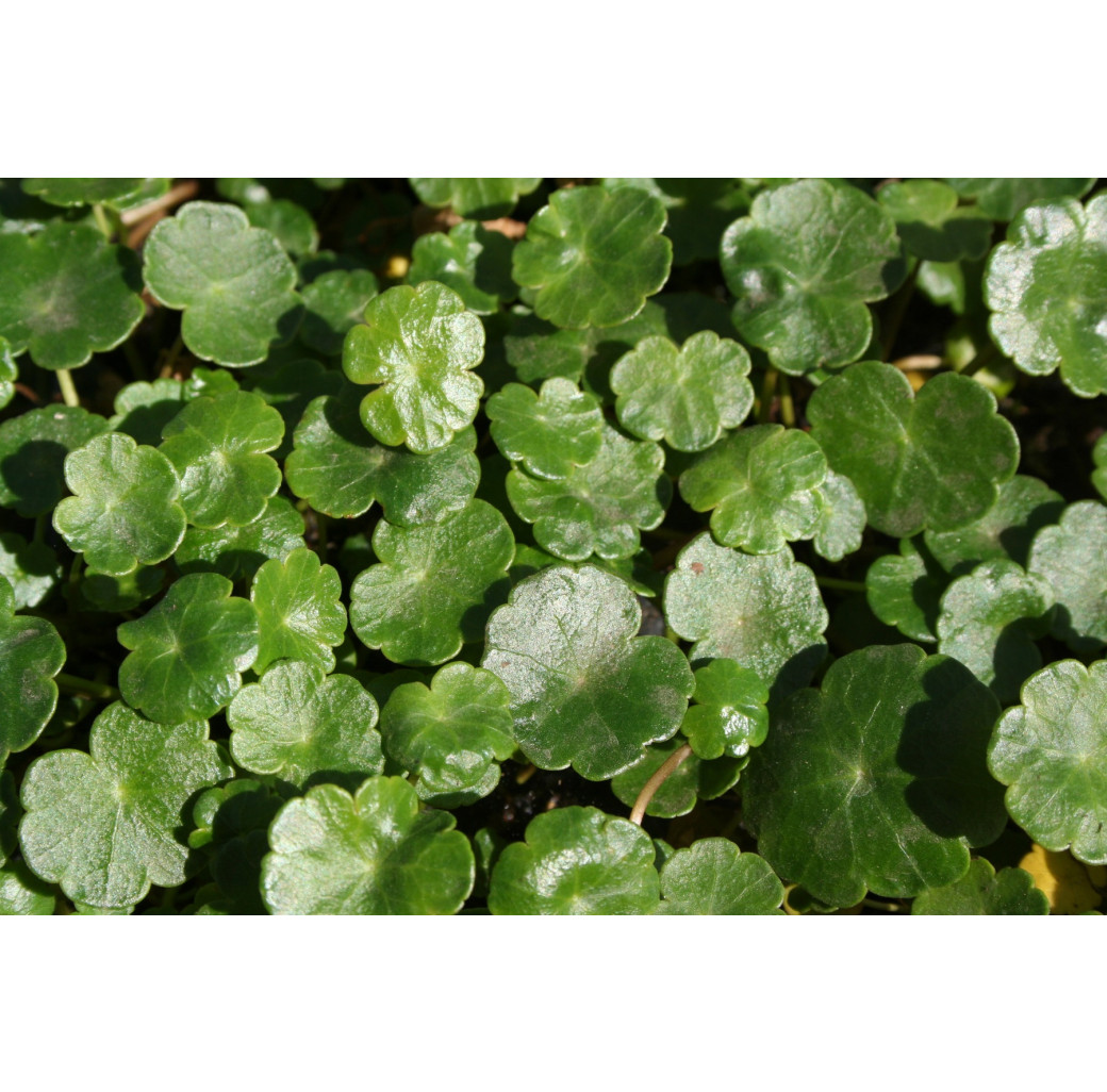 Pond Plant - Hydrocotyle vulgaris (Marsh Pennywort) - Pack of 3 Plug Plants