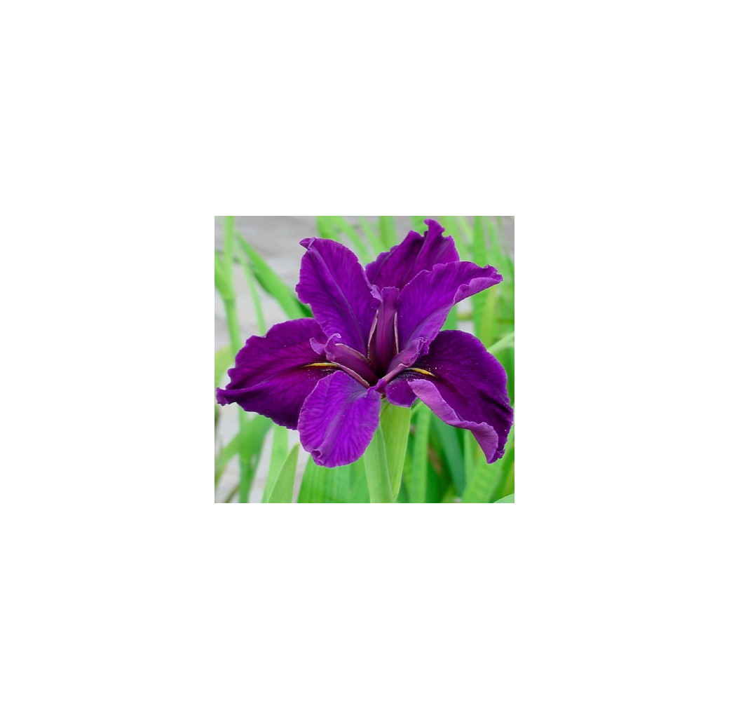 Pond Plant - Iris louisiana (American Water Iris) - Pack of 3 Plug Plants