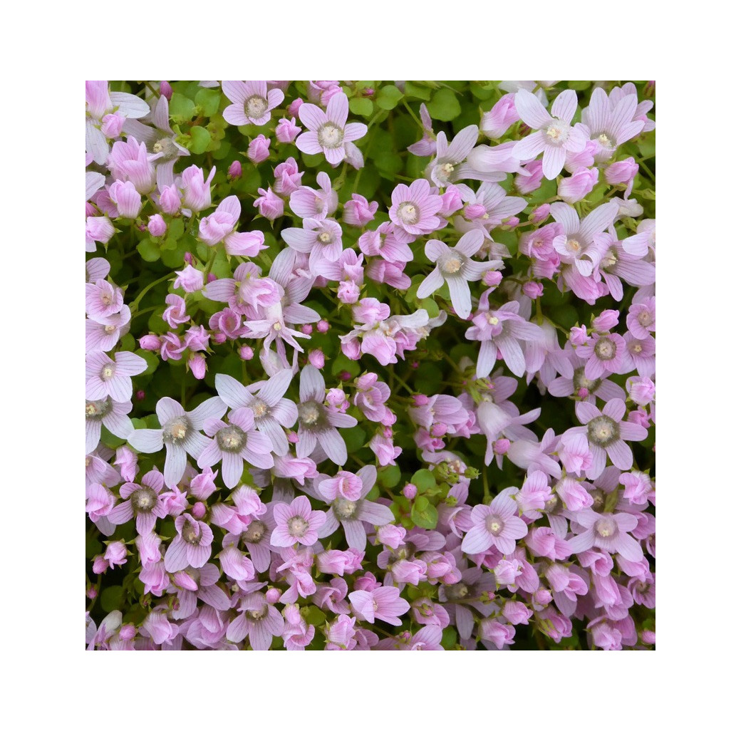 Bog Pimpernel (Anagallis Tenella) Marginal Pond Plant