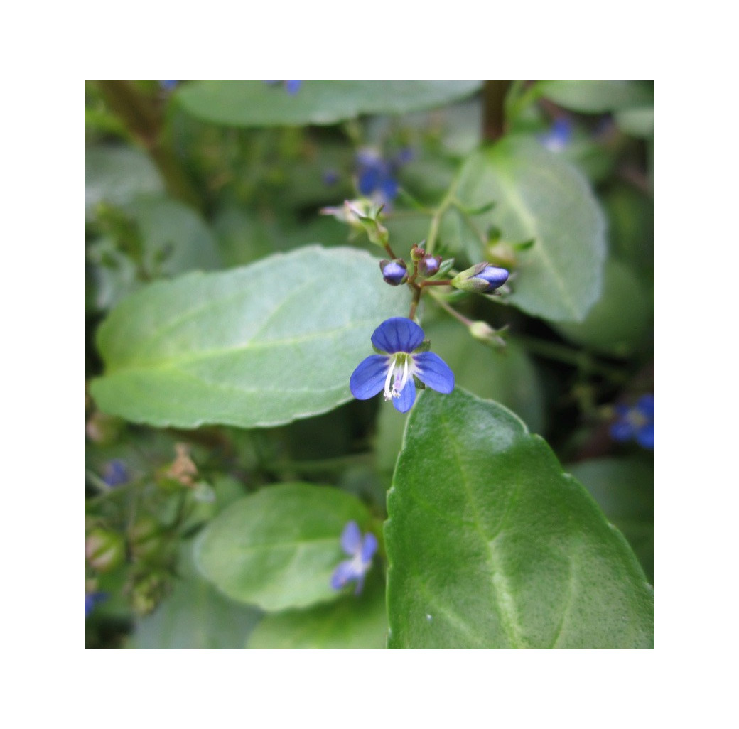 Brooklime (Veronica Beccabunga) Marginal Pond Plant