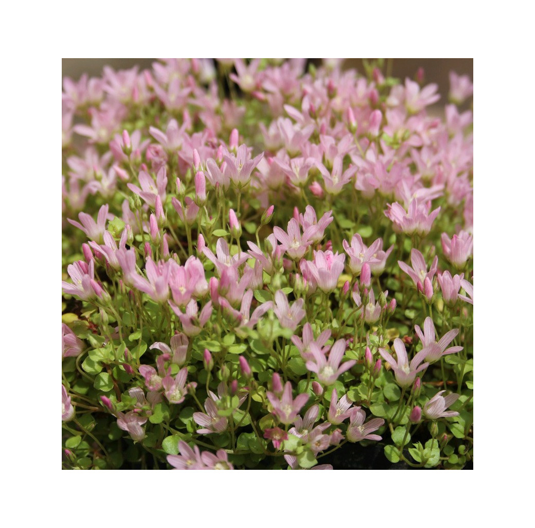 Bog Pimpernel (Anagallis Tenella) Marginal Pond Plant