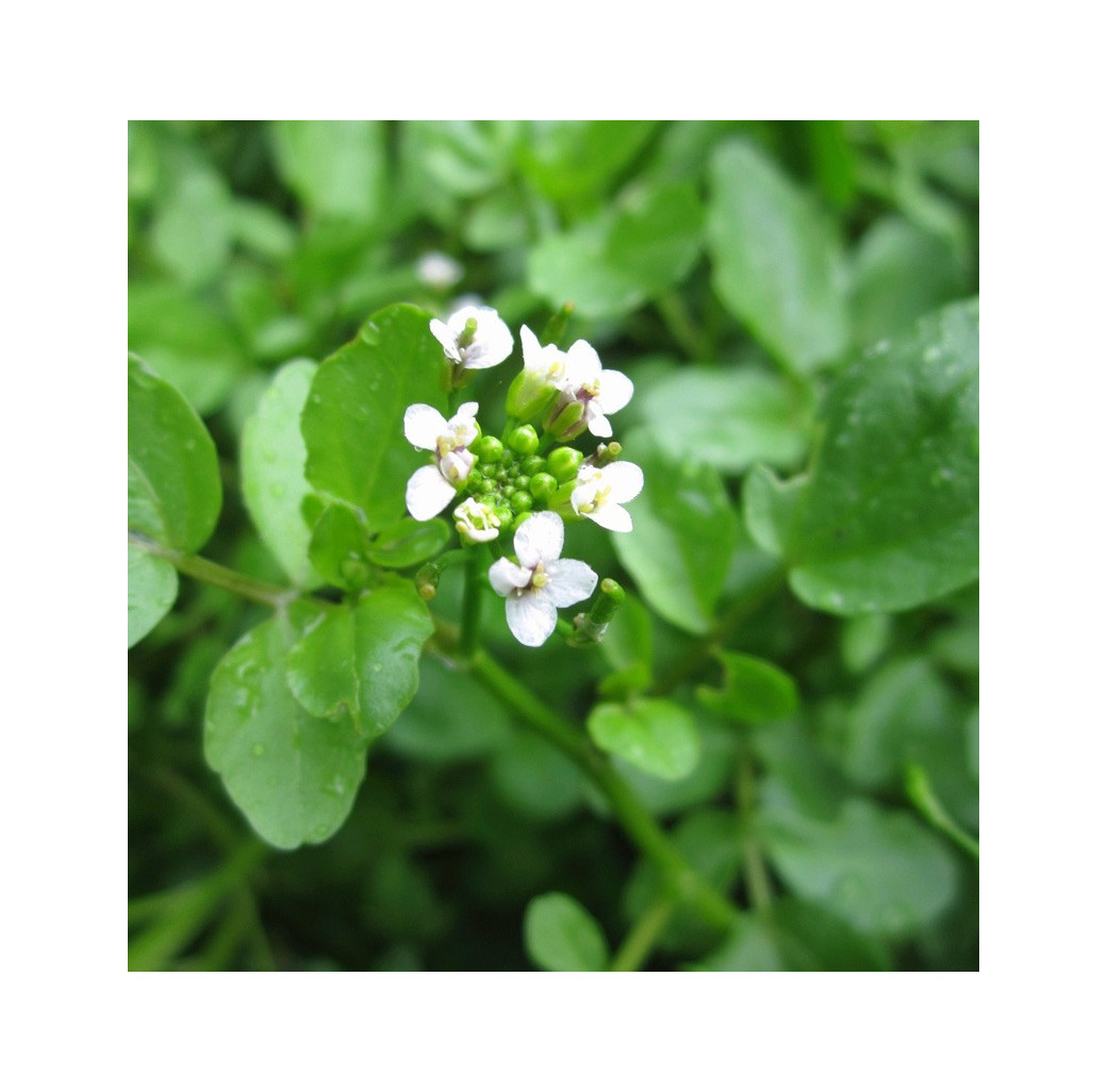 Water Cress (Rorippa Nasturtium Aquaticum) Marginal Pond Plant