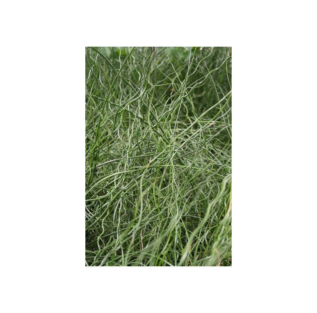 Pond Plant - Juncus effusus spiralis (Corkscrew Rush) - Pack of 3 Plug Plants