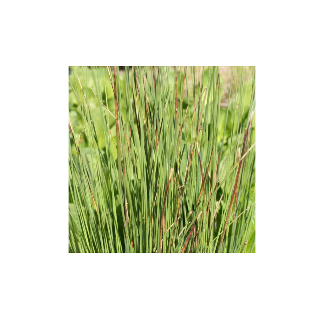 Pond Plant - Juncus inflexus (Hard Rush) - Pack of 3 Plug Plants