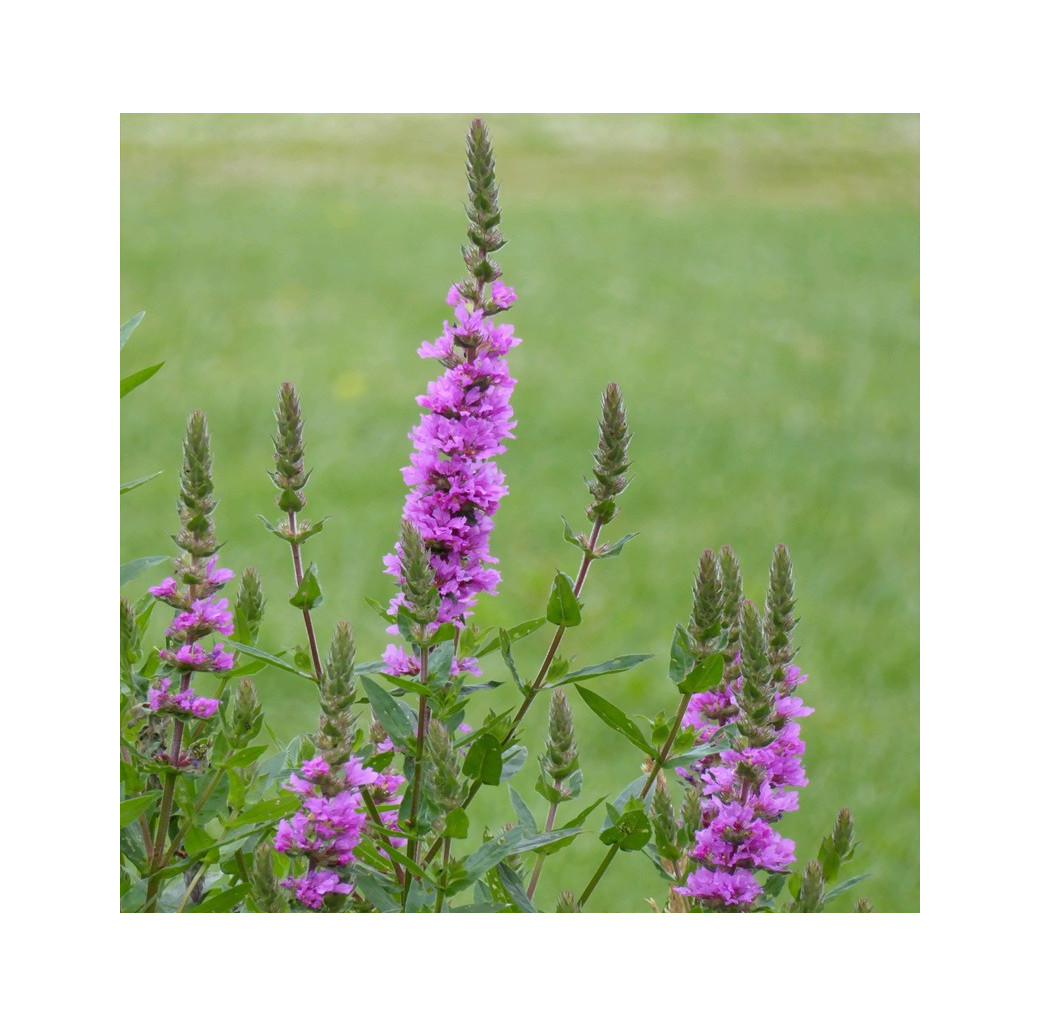 Purple Loosestrife (Lythrum Salicaria) Marginal Pond Plant