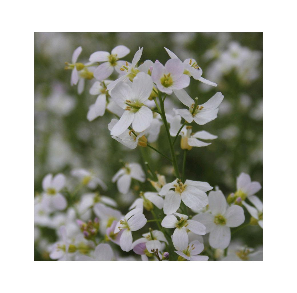 Cuckoo Flower (Cardamine Pratensis) Marginal Pond Plant