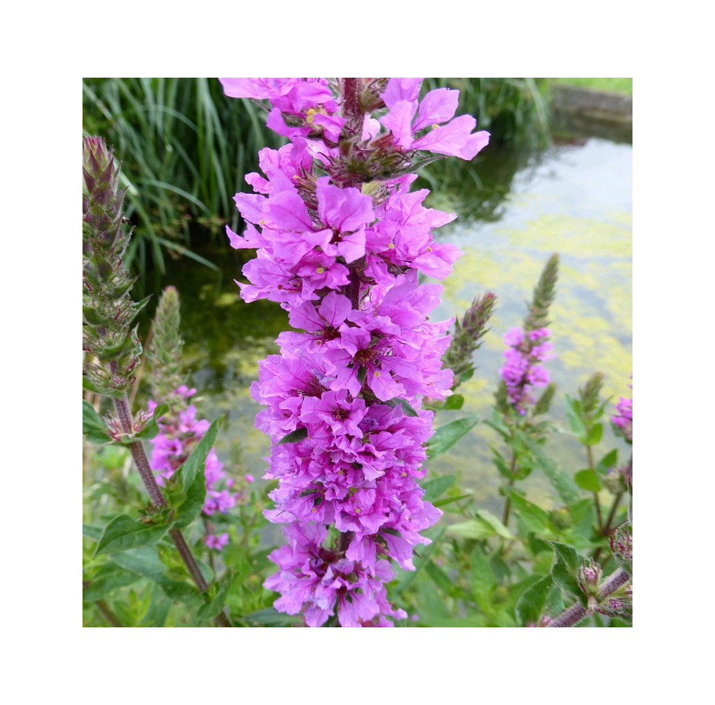 Purple Loosestrife (Lythrum Salicaria) Marginal Pond Plant