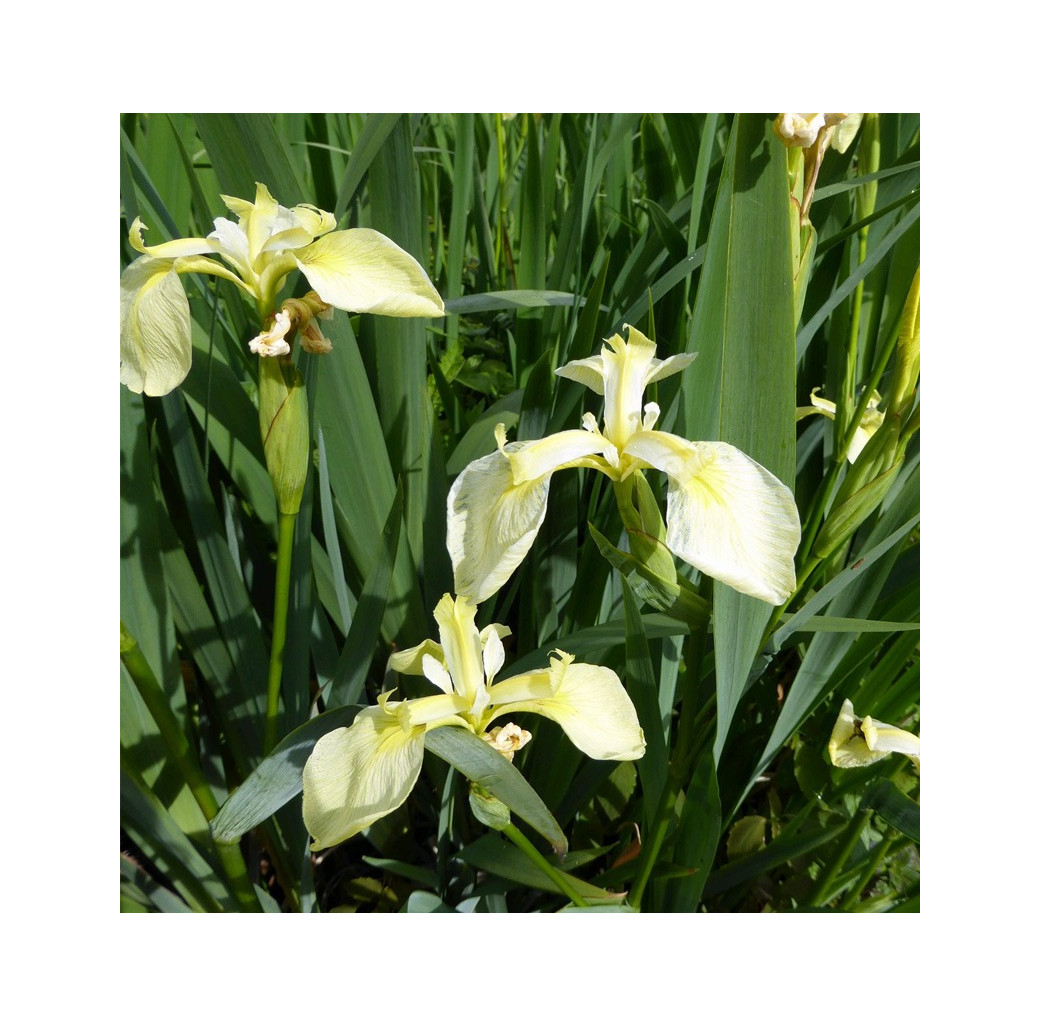 Iris Pseudacorus Bastardii Marginal Pond Plant