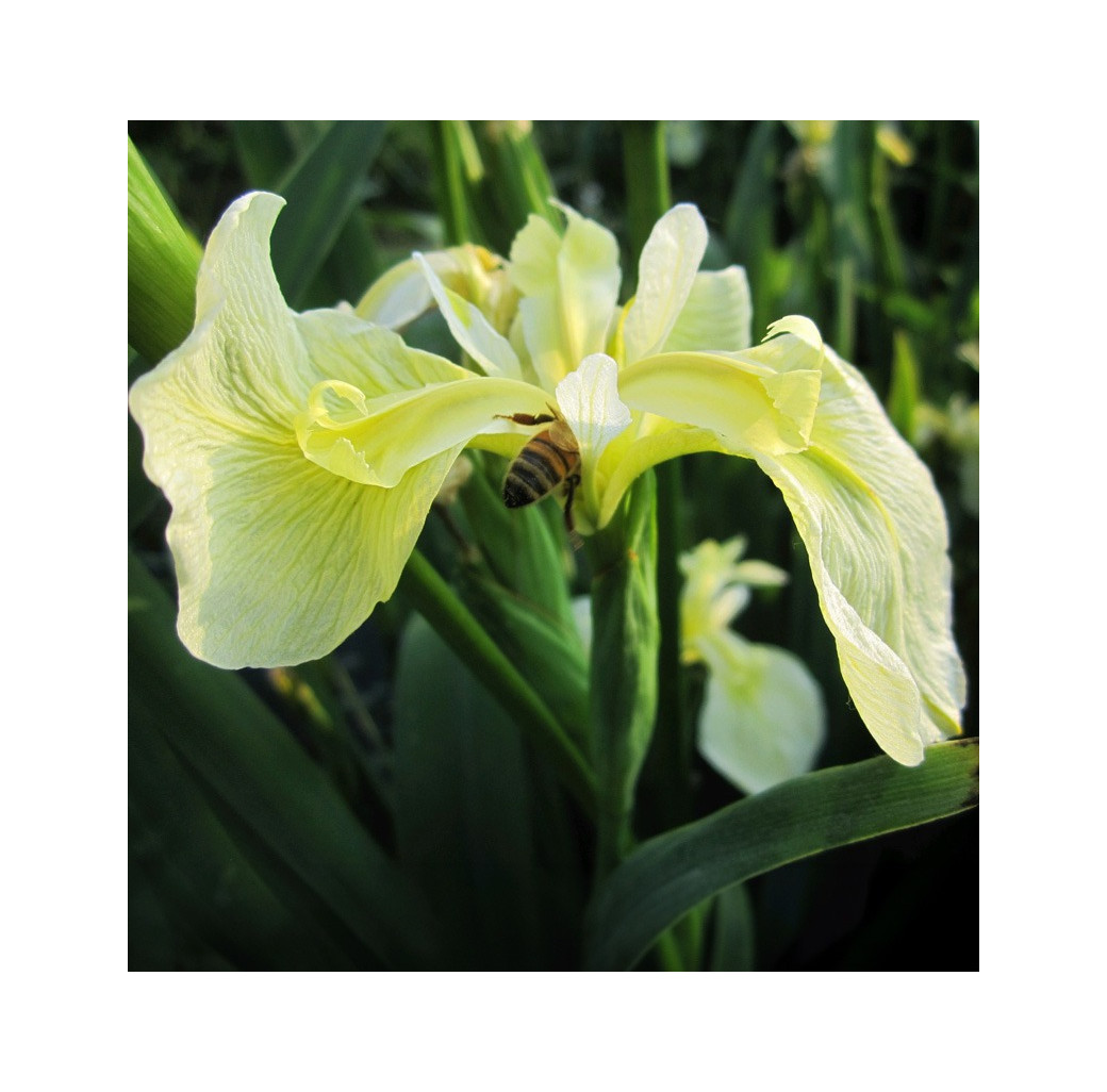 Iris Pseudacorus Bastardii Marginal Pond Plant