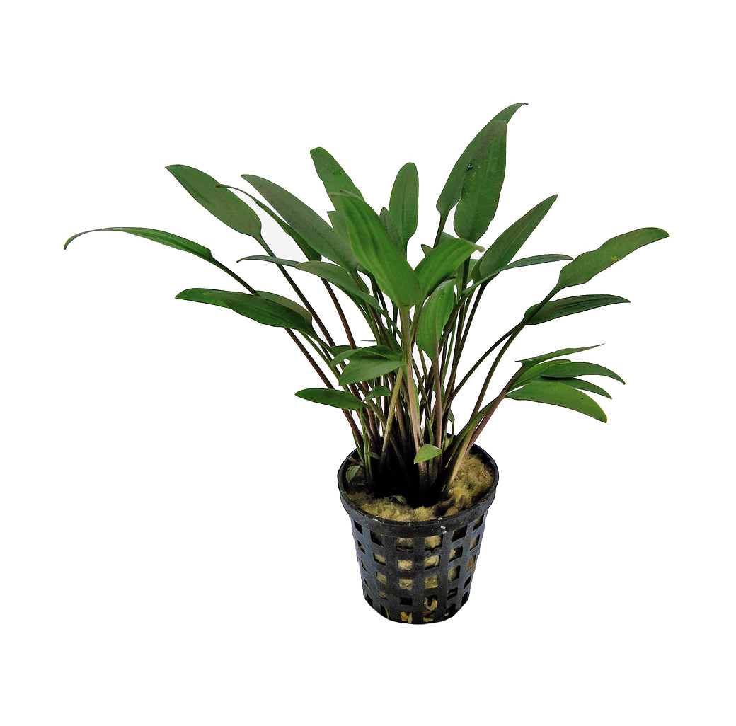 Tropical Aquarium Plant - Cryptocoryne nevelli (Pack of 3)