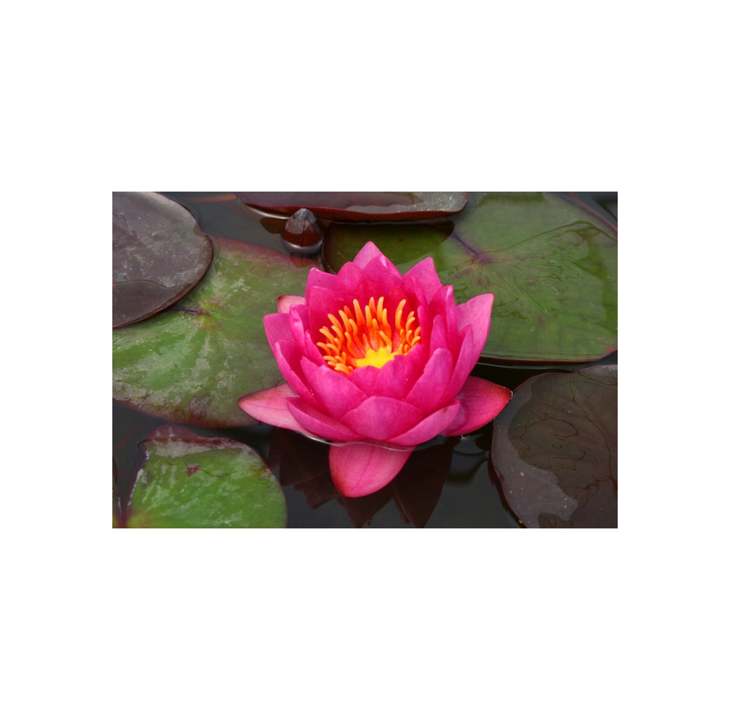 Pond Plant - Red Waterlily (1L)