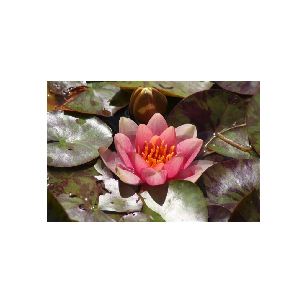 Pond Plant - Variable Waterlily (1L)