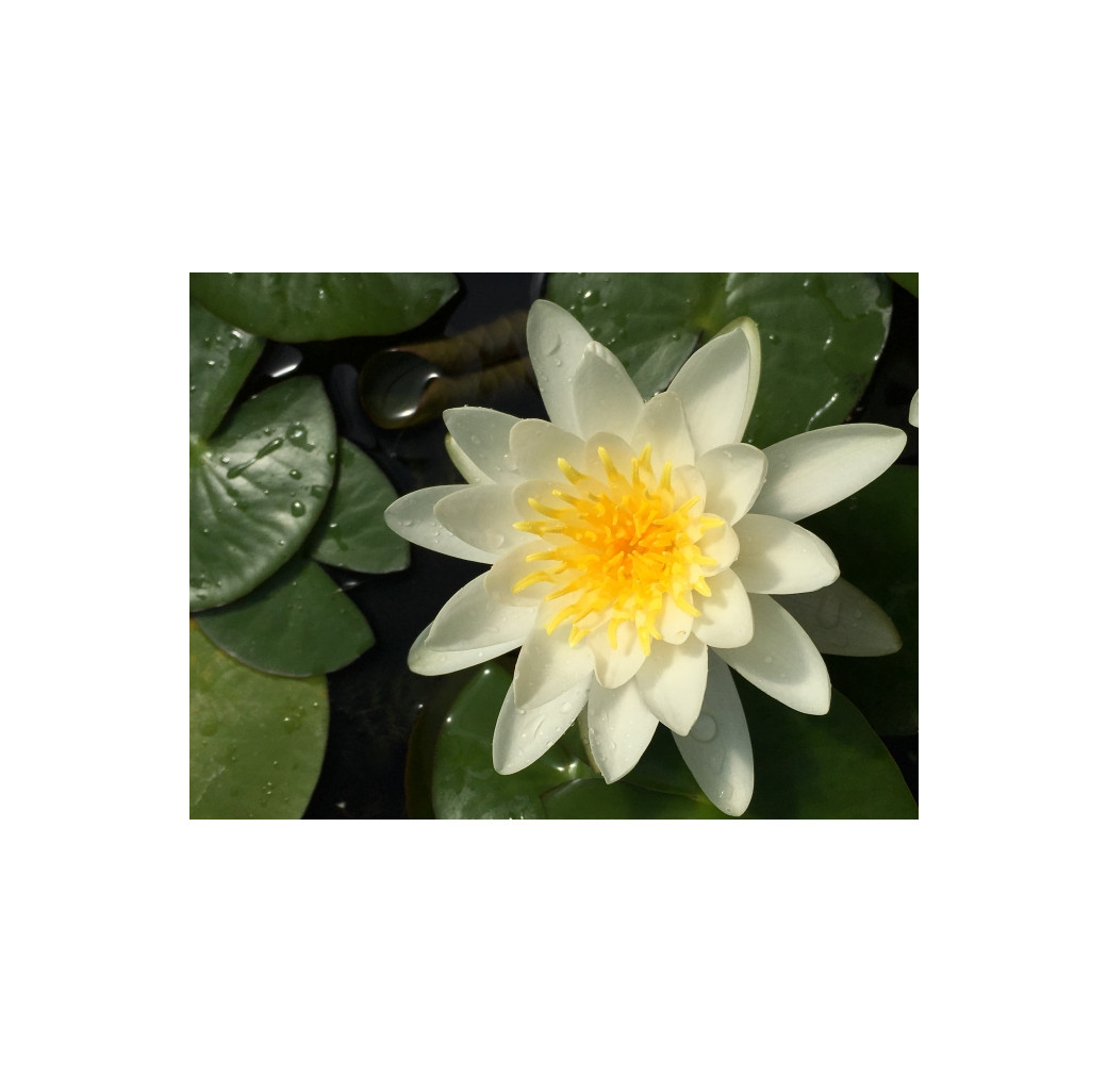 Pond Plant - White Waterlily (1L)