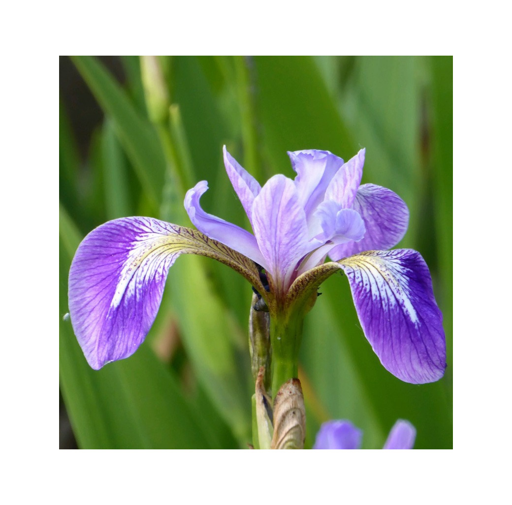 Blue Flag (Iris versicolor) Marginal Pond Plant