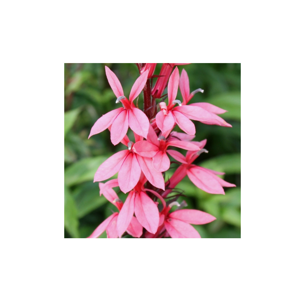 Pond Plant - Lobelia 'Deep Pink' (Pink Cardinal) - Pack of 3 Plug Plants